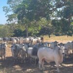 Do interior às redes sociais: quem é Paulo Augusto, o jovem goiano que está no BBB26?