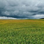 PRF prende passageiro com 20 tabletes de maconha em ônibus na BR-153, em Itumbiara