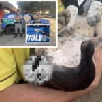 Homem é suspeito de matar a esposa a facadas e fugir com os filhos em Niquelândia