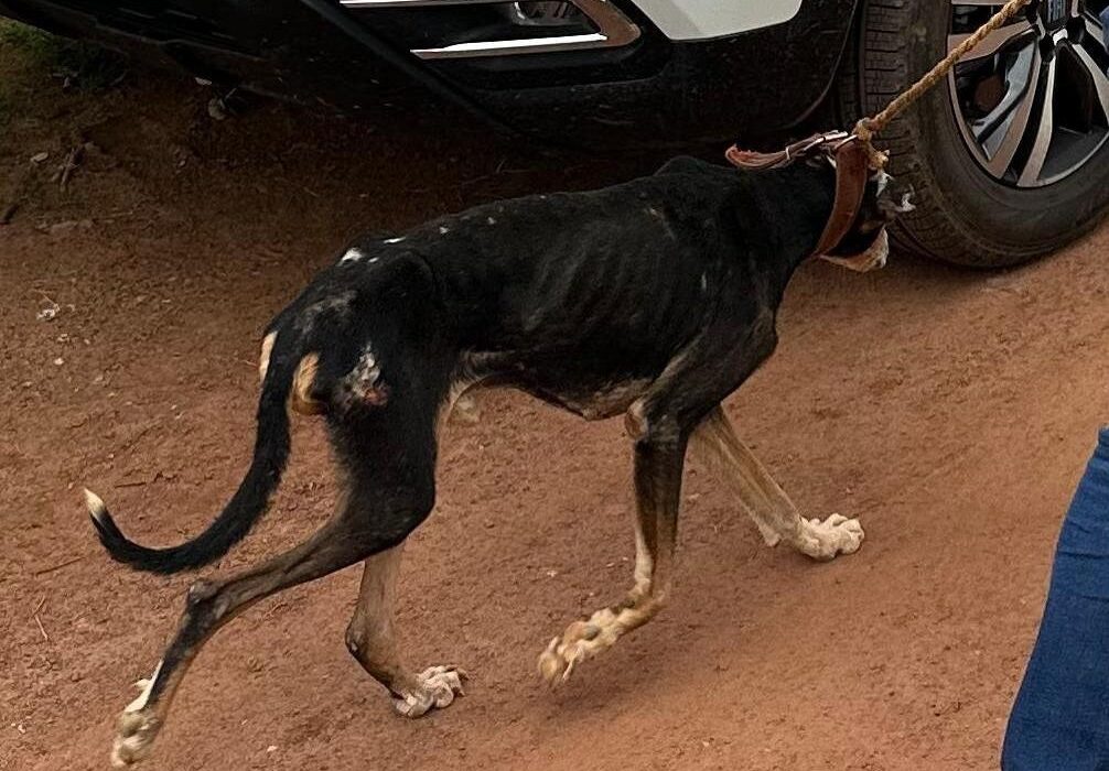 Foto: 12ª DRP de Porangatu