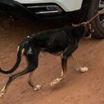 Corpo de jovem de 20 anos é encontrado no Rio do Ouro, em Porangatu