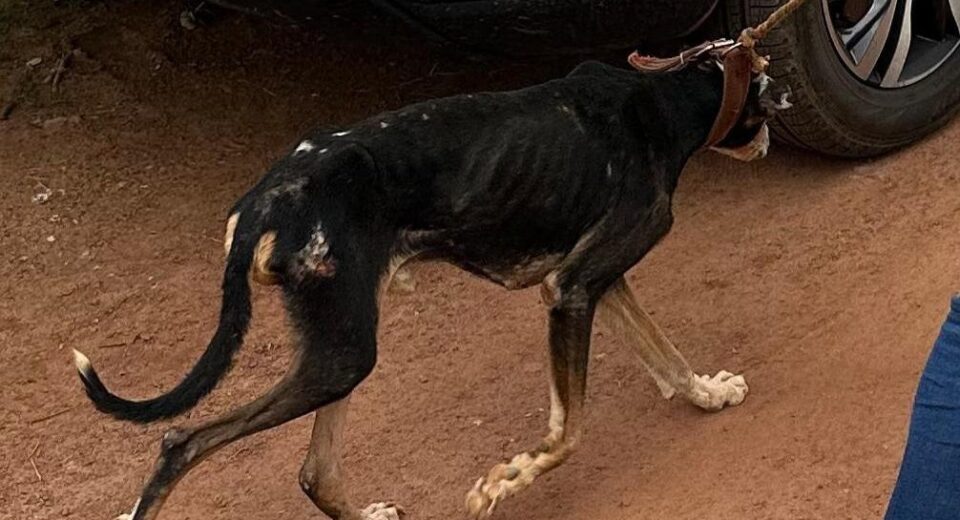 Foto: 12ª DRP de Porangatu