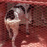 Homem é preso após usar IA para produzir conteúdo pornográfico da própria filha