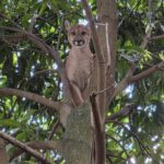 Homem é preso em operação após ameaças e ataques contra vizinho em Uruaçu