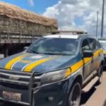 Bombeiros resgatam cavalo que caiu em fossa em chácara