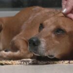 PRF registra dois casos de importunação sexual em ônibus interestaduais na BR-153