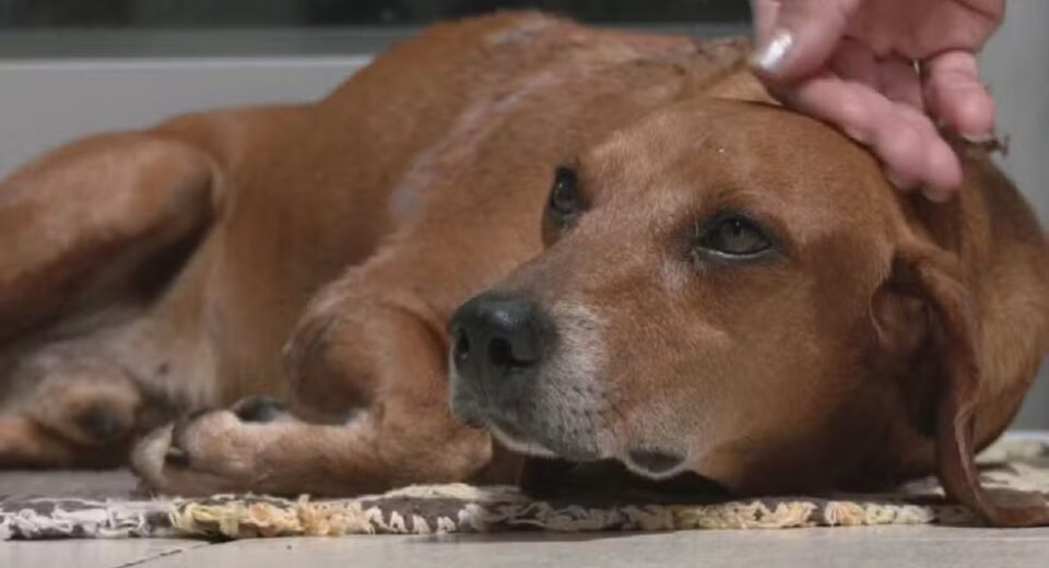 Cachorro foi resgatado por moradores após sofrer queimaduras, em Goiânia — Foto: Reprodução/TV Anhanguera