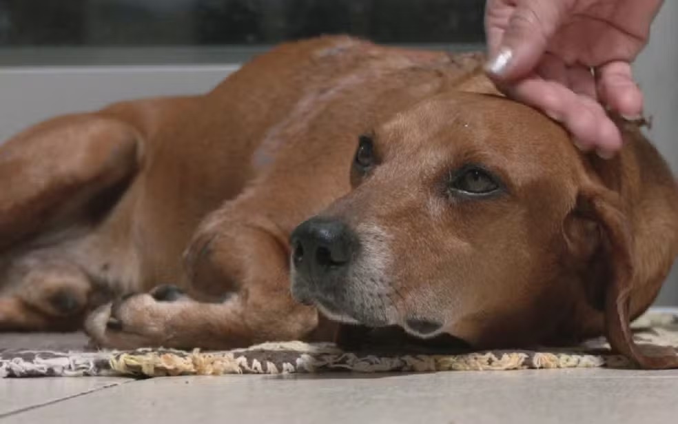 Cachorro foi resgatado por moradores após sofrer queimaduras, em Goiânia — Foto: Reprodução/TV Anhanguera