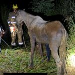 Motorista de caminhão é flagrado pela PRF dirigindo há quase 24 horas sob efeito de “rebite” na BR-153