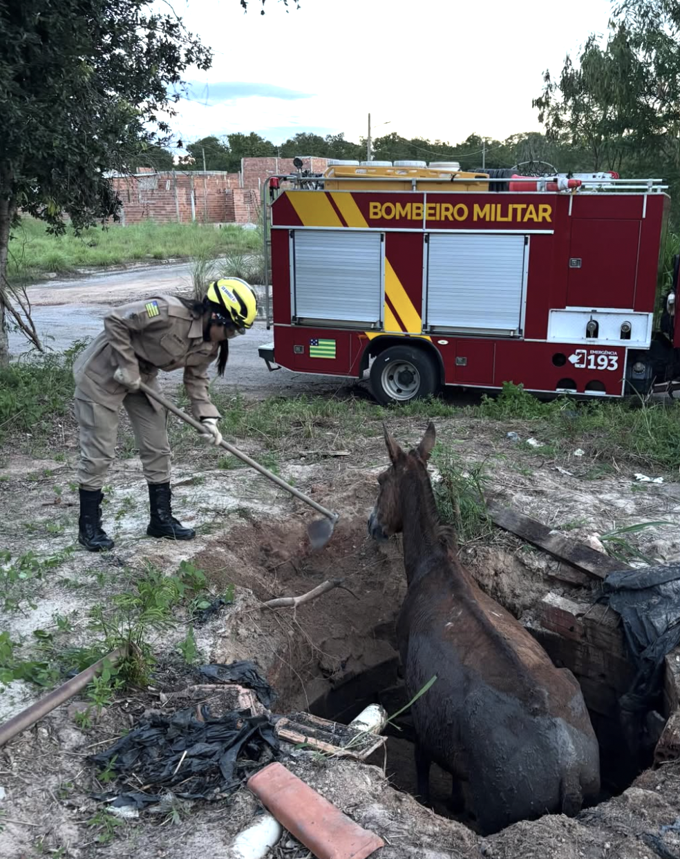 Bombeiros realizam resgate técnico de cavalo que caiu em fossa séptica em Porangatu