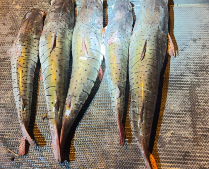 (Imagem: Divulgação/PM)