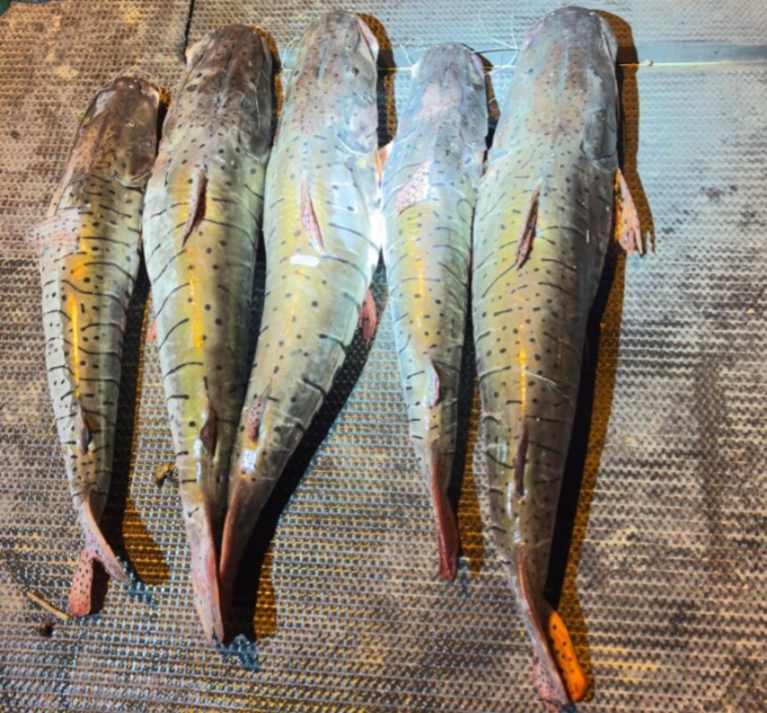 (Imagem: Divulgação/PM)