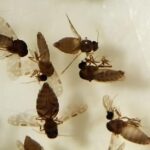 Produtores de Rio Verde recorrem à “semeadura de nuvens” para tentar provocar chuva e salvar lavouras