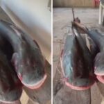 Mulher é presa suspeita de matar homem a facadas após discussão em Valparaíso de Goiás