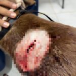 Justiça decide se síndico acusado de matar corretora em Caldas Novas irá a júri popular