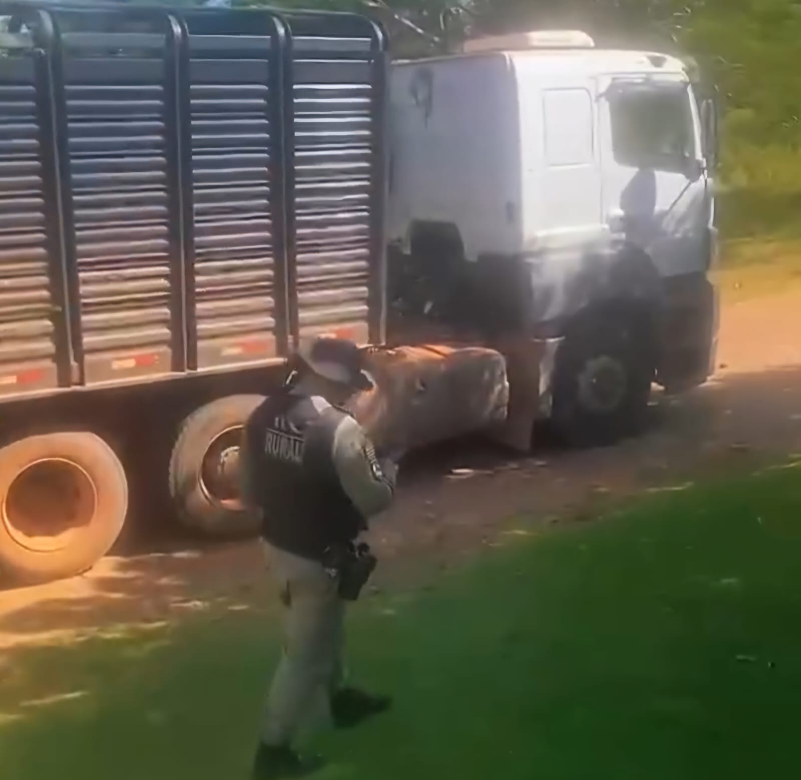 Batalhão Rural recupera 61 cabeças de gado e evita prejuízo de R$ 380 mil em Goiás