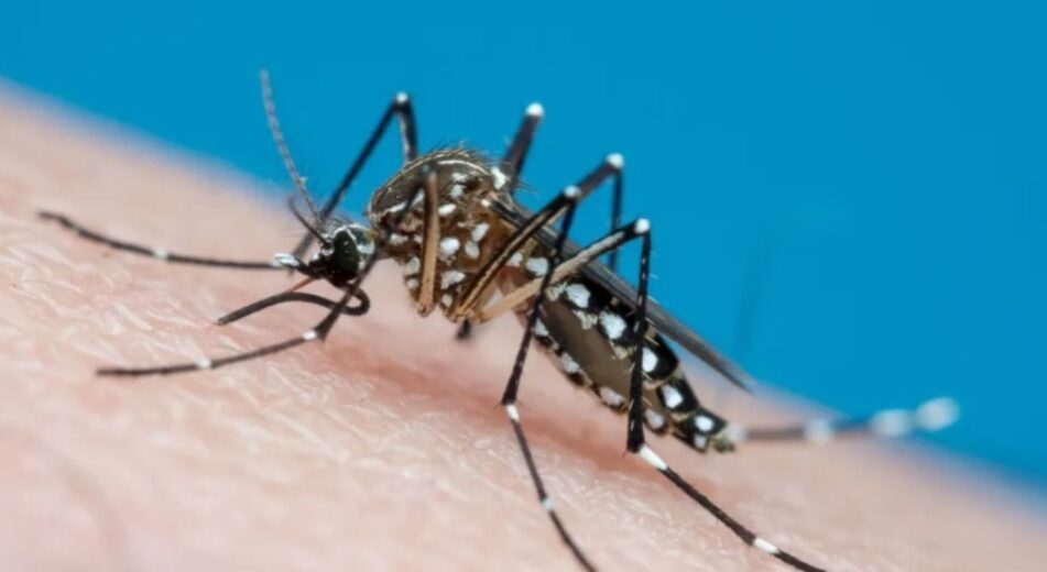 Dengue, Chikungunya e Zika são transmitidas pelo mosquito Aedes aegypti e podem evoluir para quadros graves de saúde • Joao Paulo Burini/Getty Images