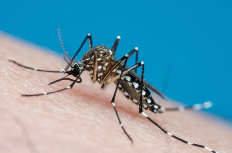 Dengue, Chikungunya e Zika são transmitidas pelo mosquito Aedes aegypti e podem evoluir para quadros graves de saúde • Joao Paulo Burini/Getty Images