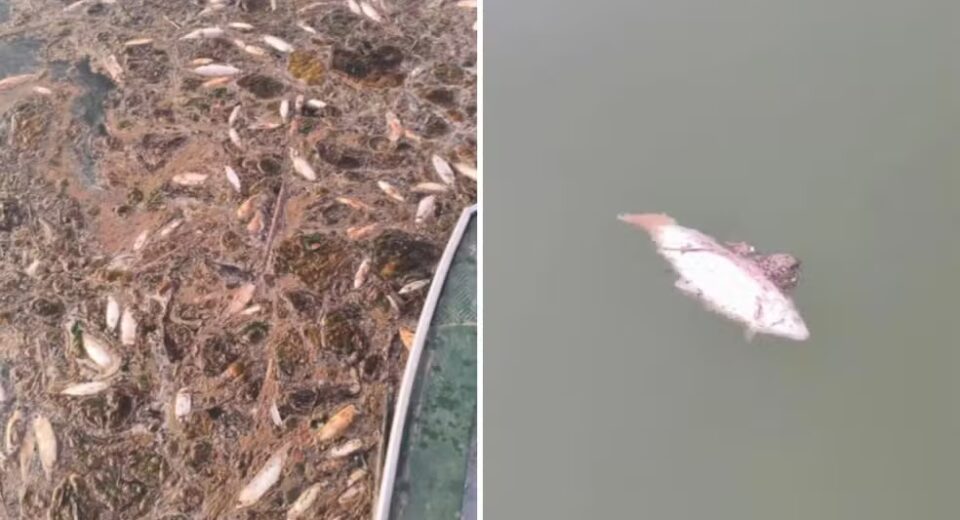 Peixes mortos no Lago Serra da Mesa, em Niquelândia — Foto: Divulgação/Batalhão Ambiental