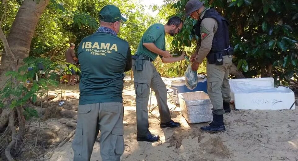 Agentes do Ibama durante fiscalização em área de desova de tartarugas no norte de Goiás. Operação apreendeu pescado ilegal, embarcações e aplicou multas por crimes ambientais — Foto: Reprodução/TV Anhanguera