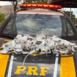 Goiás registra 138 casos de síndrome mão-pé-boca em 2026 em sete municípios