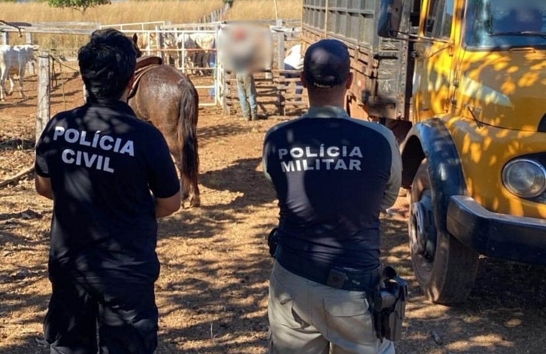 Polícias Civil e Militar recuperam parte de animais furtados em propriedade rural de São Miguel do Araguaia