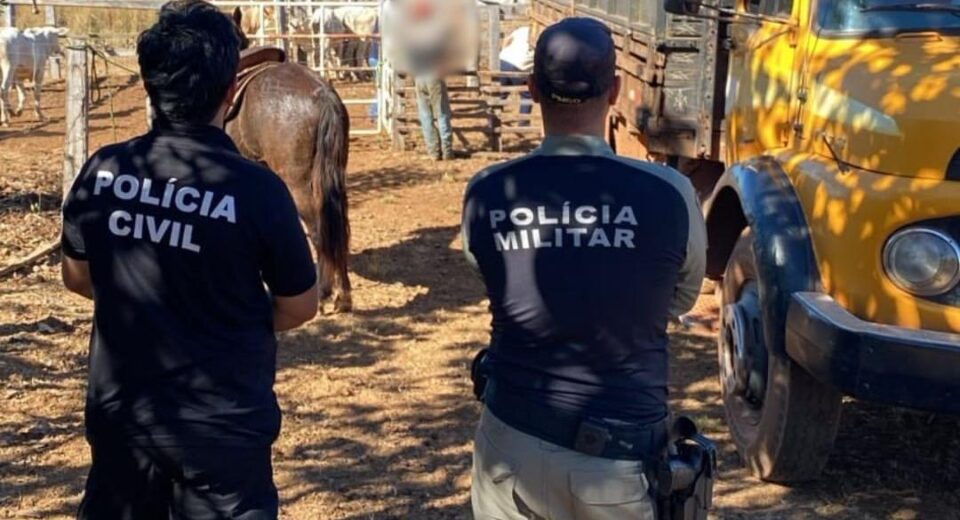 Polícias Civil e Militar recuperam parte de animais furtados em propriedade rural de São Miguel do Araguaia