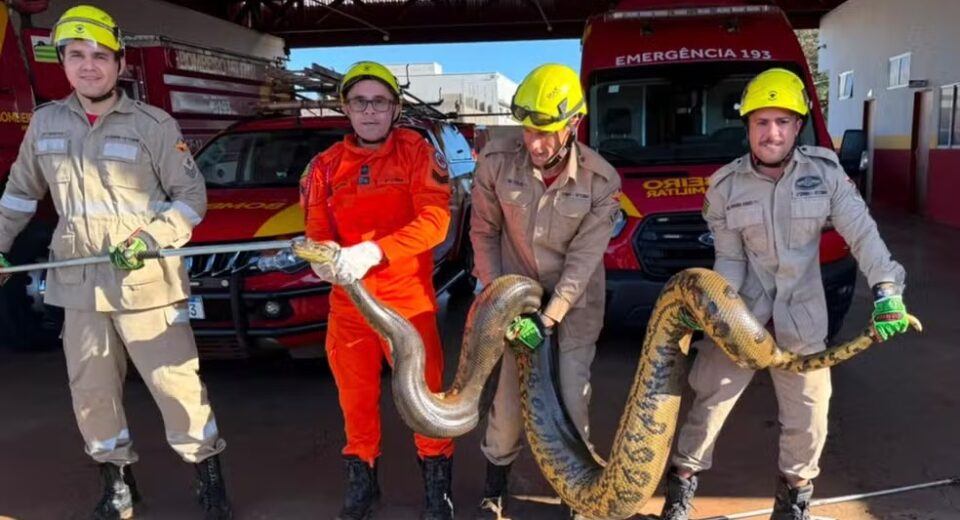 Bombeiros resgataram uma sucuri de aproximadamente 4 metros em Quirinópolis — Foto: Divulgação/Corpo de Bombeiros