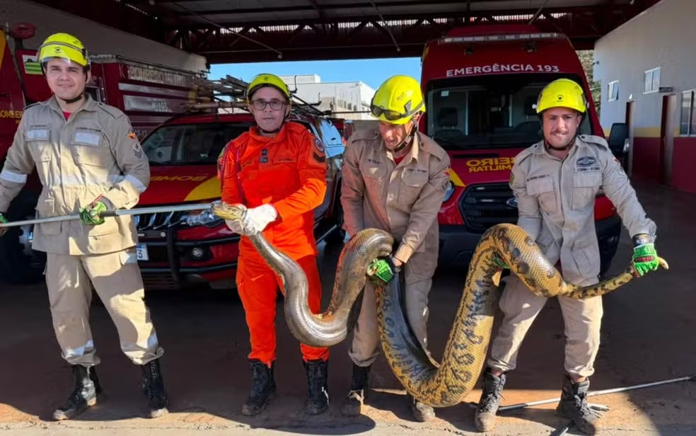 Bombeiros resgataram uma sucuri de aproximadamente 4 metros em Quirinópolis — Foto: Divulgação/Corpo de Bombeiros