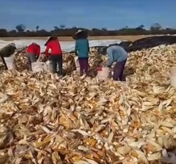 Operação resgata mais de 50 trabalhadores em condições análogas à escravidão em Goiás — Foto: Divulgação/MTE