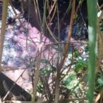 Suspeito de chacina em Goiatuba segue internado em estado grave