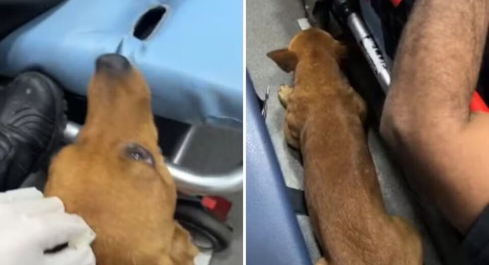 Caramelo emociona ao acompanhar tutor em ambulância do Samu; vídeo — Foto: Arquivo pessoal/Marco Antônio