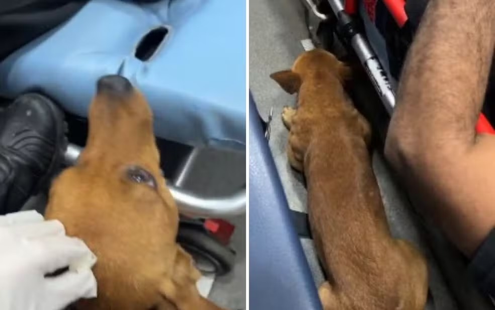 Caramelo emociona ao acompanhar tutor em ambulância do Samu; vídeo — Foto: Arquivo pessoal/Marco Antônio