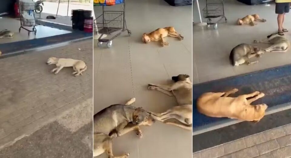 Cachorros aproveitam entrada de supermercado para fugir do calor em Gurupi — Foto: Reprodução/Instagram/Gurupi Memes