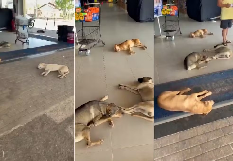Cachorros aproveitam entrada de supermercado para fugir do calor em Gurupi — Foto: Reprodução/Instagram/Gurupi Memes