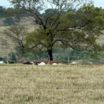 Bonópolis realiza entrega de óculos do projeto Amigos da Visão nesta quarta-feira