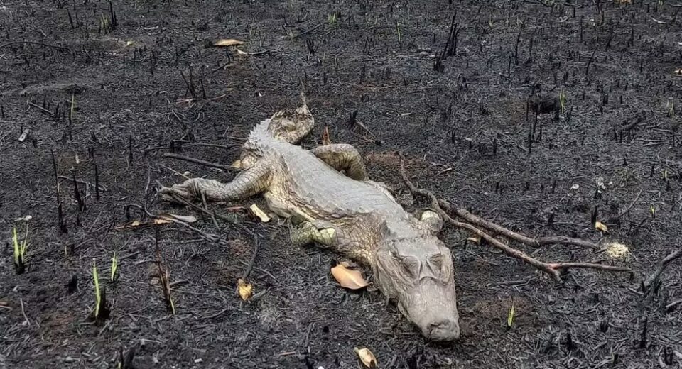 Fogo atingiu 38 moradias na aldeia Canuanã e causou a morte de animais silvestres — Foto: Divulgação/Prefeitura Formoso do Araguaia