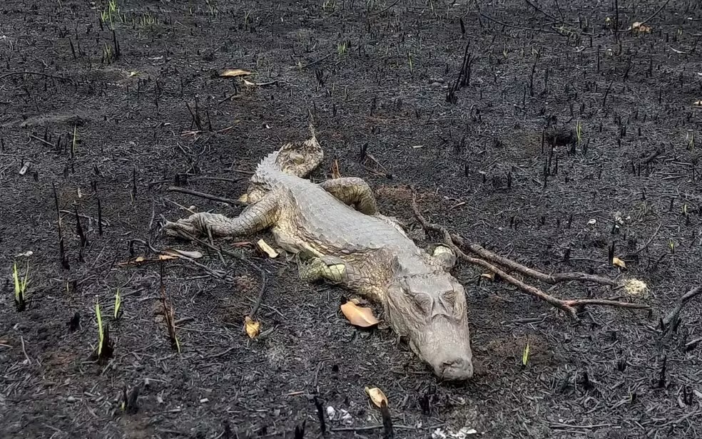Fogo atingiu 38 moradias na aldeia Canuanã e causou a morte de animais silvestres — Foto: Divulgação/Prefeitura Formoso do Araguaia