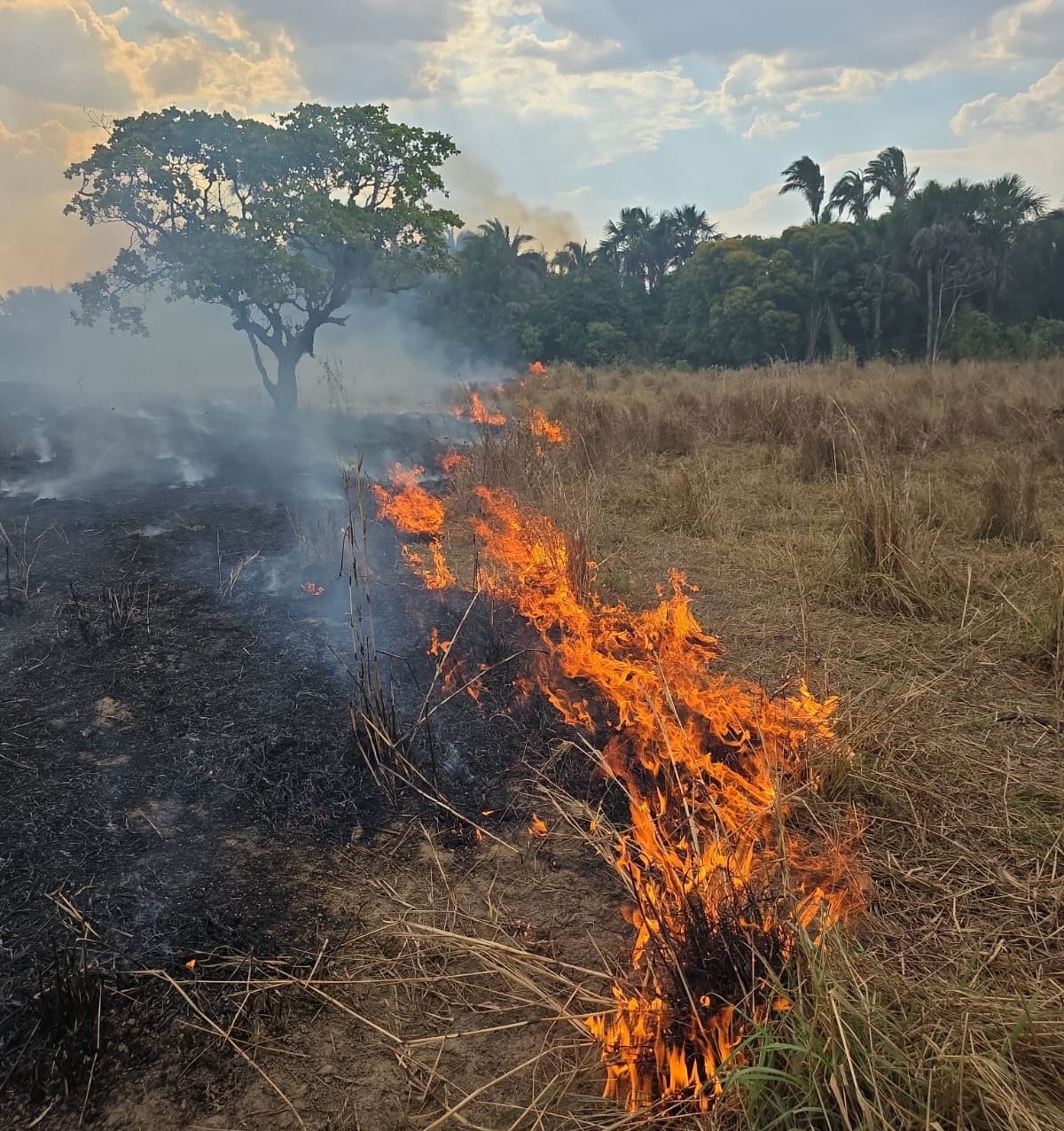 Incêndio se espalha por pastagem e mobiliza bombeiros às margens da BR-153 em Campinorte