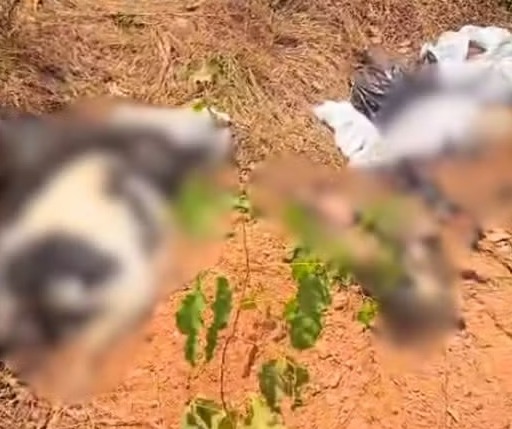 Mais de 15 animais estavam no acesso em área de assentamento em Porto Nacional — Foto: Reprodução/Jornal Sou de Palmas
