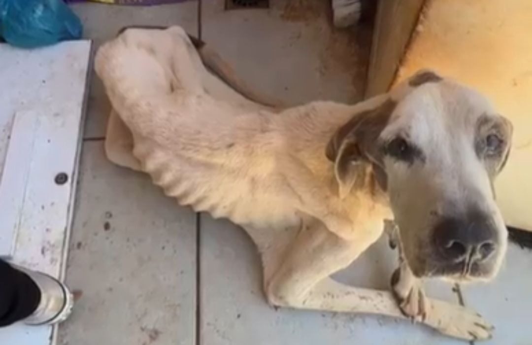 Duas pessoas são presas por maus-tratos a cão em estado de debilidade