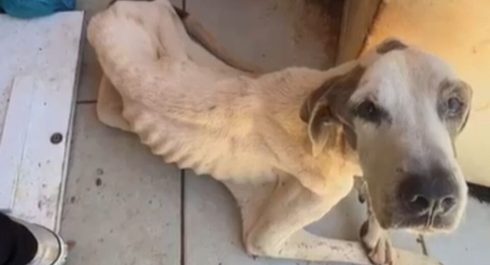 Duas pessoas são presas por maus-tratos a cão em estado de debilidade