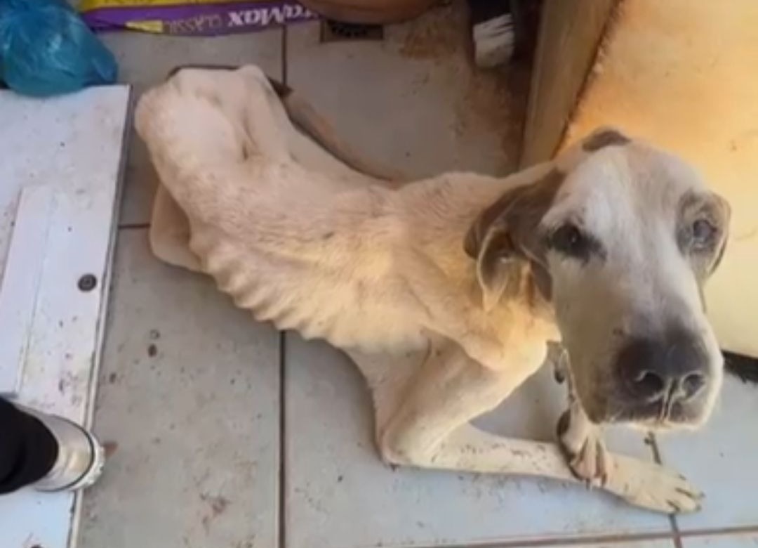 Duas pessoas são presas por maus-tratos a cão em estado de debilidade