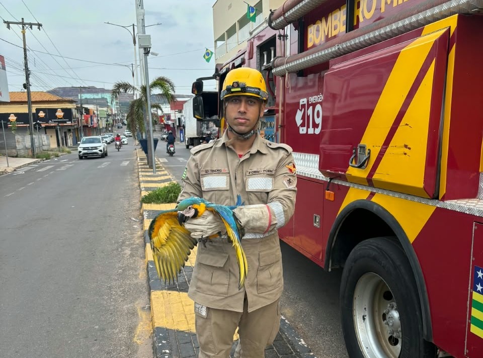 Filhote de arara-canindé fica preso em fiação e é resgatado em Minaçu